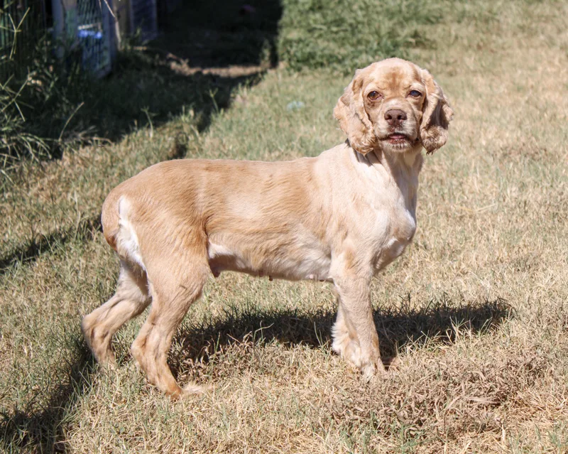An adult small-sized female Yellow / Tan / Blond / Fawn Cocker Spaniel dog named Rose for adoption in Neosho, MO