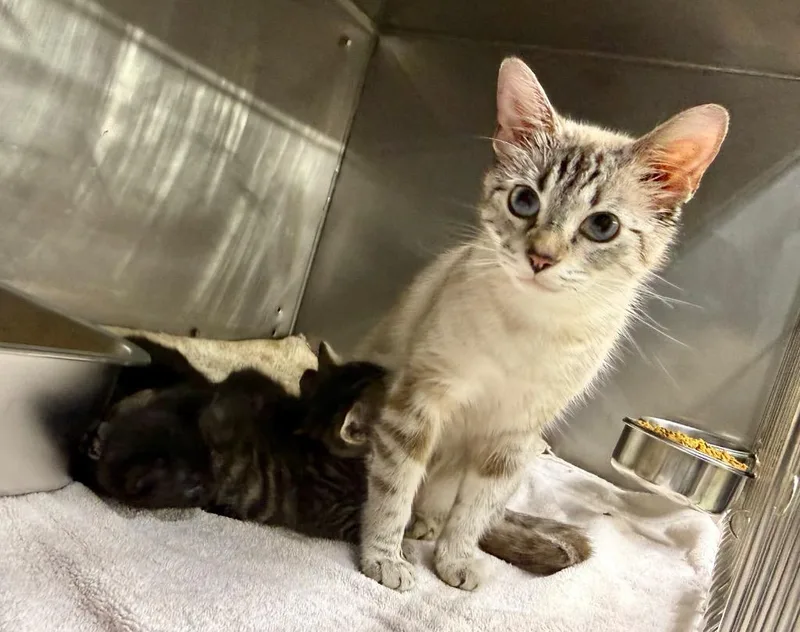 A young medium-sized female Siamese cat named Mystique for adoption in Murray, KY