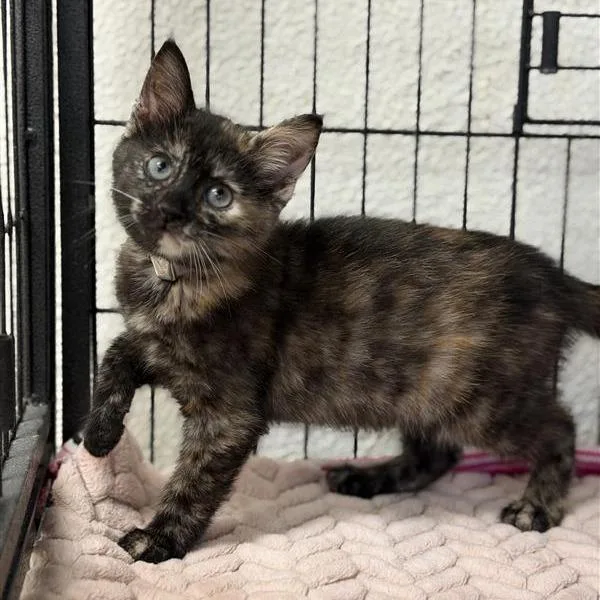 A baby small-sized female Tortoiseshell Domestic Short Hair cat named Electron for adoption in Long Beach, CA