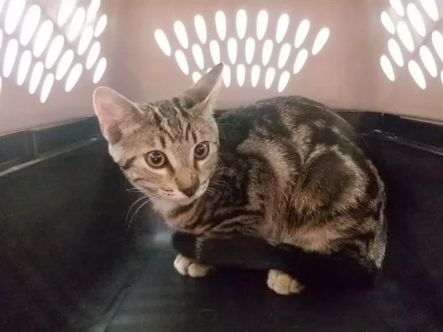 A young small-sized male Domestic Short Hair cat named Decan for adoption in Oroville, CA