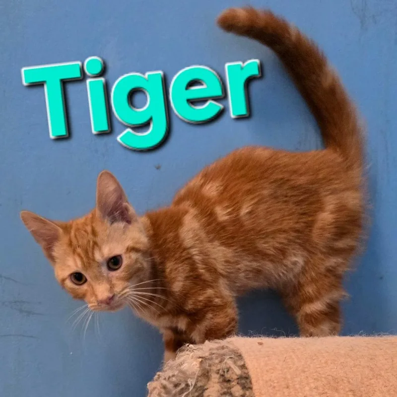 A baby small-sized male Orange / Red Domestic Short Hair cat named Tiger for adoption in Frederick, MD
