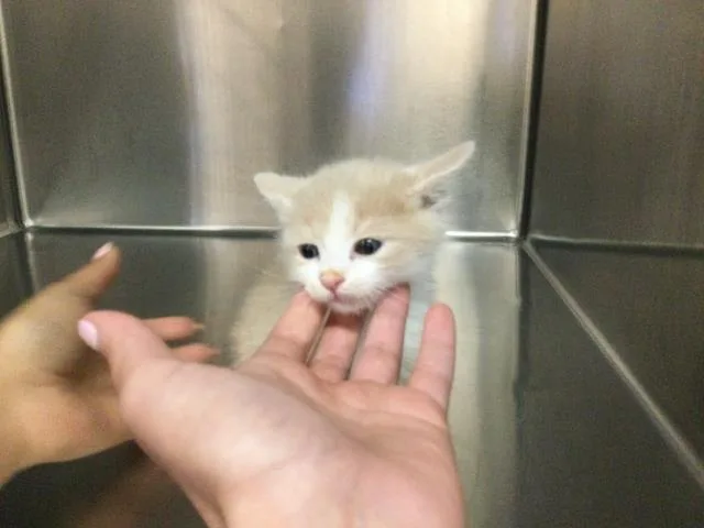 A baby small-sized male Domestic Medium Hair cat named A for adoption in Thousand Palms, CA