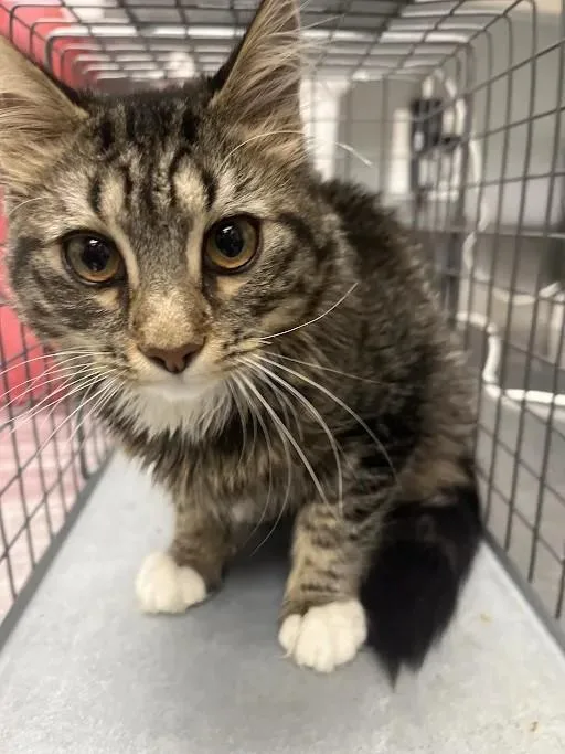 A young small-sized female Domestic Short Hair cat named Cat for adoption in Las Vegas, NV