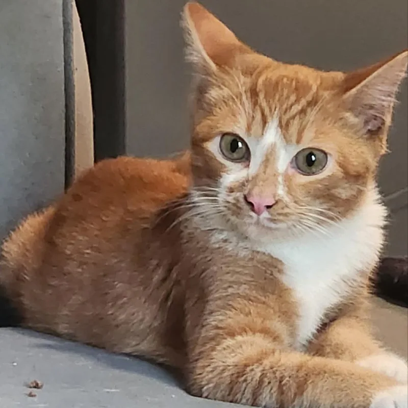 Sherbert thumbnail 2