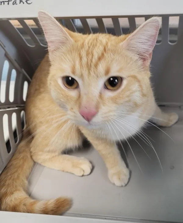 A young small-sized male Domestic Short Hair cat named Nf for adoption in Lawrenceville, GA