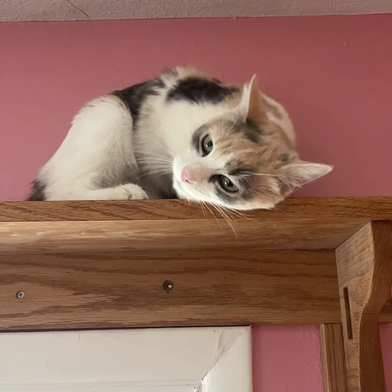 An adult medium-sized female Calico Domestic Short Hair cat named Fria for adoption in Granville, OH