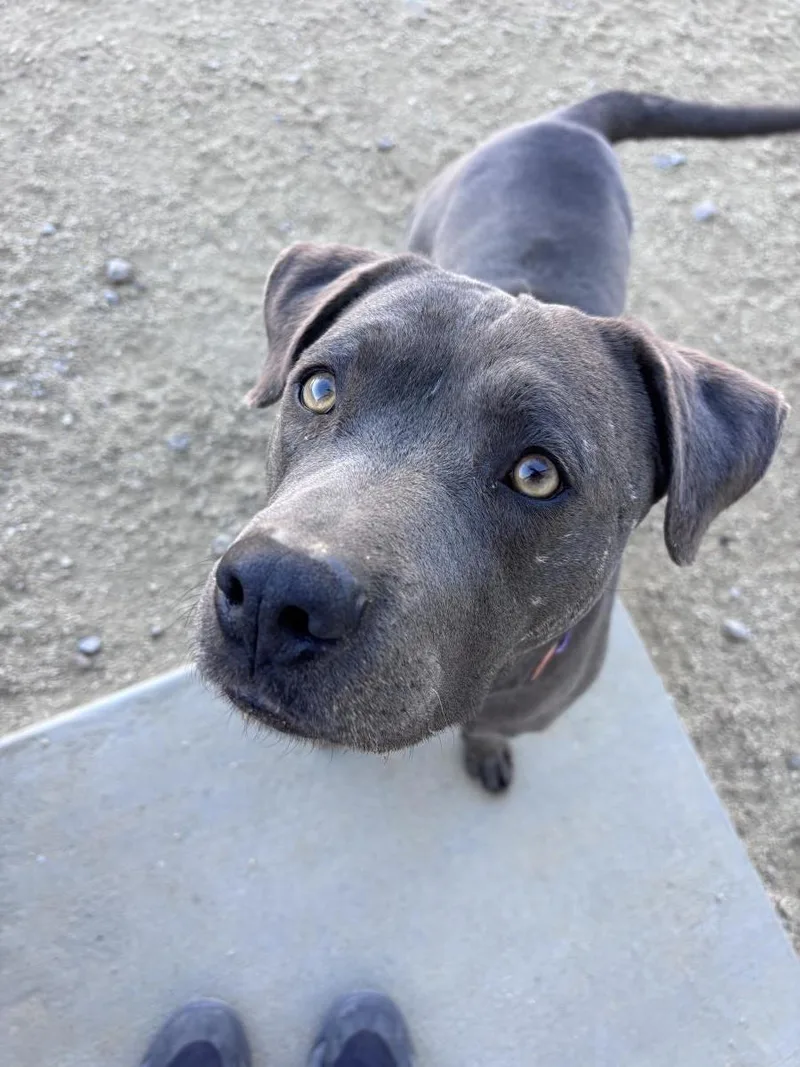An adult medium-sized male Pit Bull Terrier dog named Freckles for adoption in Stagecoach, NV