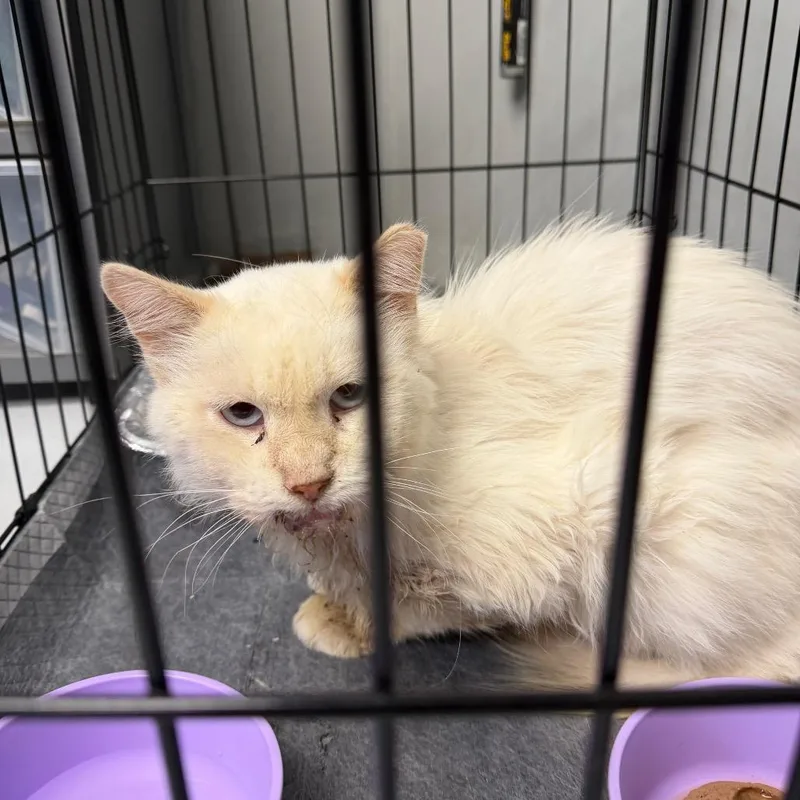 An adult medium-sized female Domestic Long Hair cat named Jenkins for adoption in Midland, TX