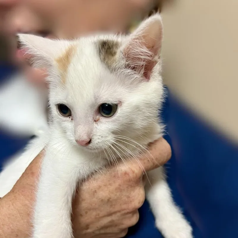 A baby small-sized female White Domestic Short Hair cat named Peace for adoption in Tacoma, WA