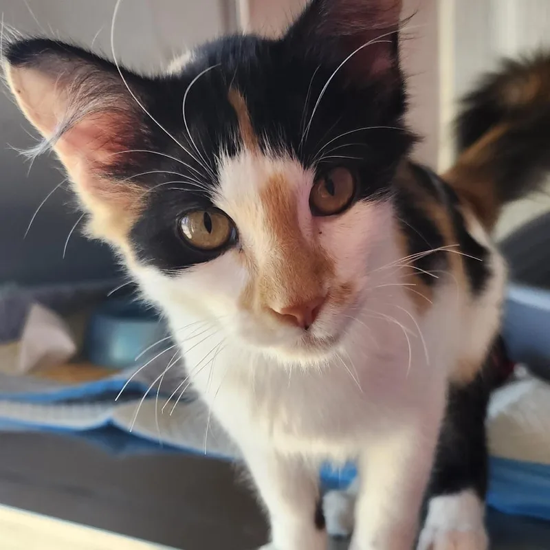 A baby small-sized female Calico Domestic Short Hair cat named Whitney for adoption in Ponca City, OK