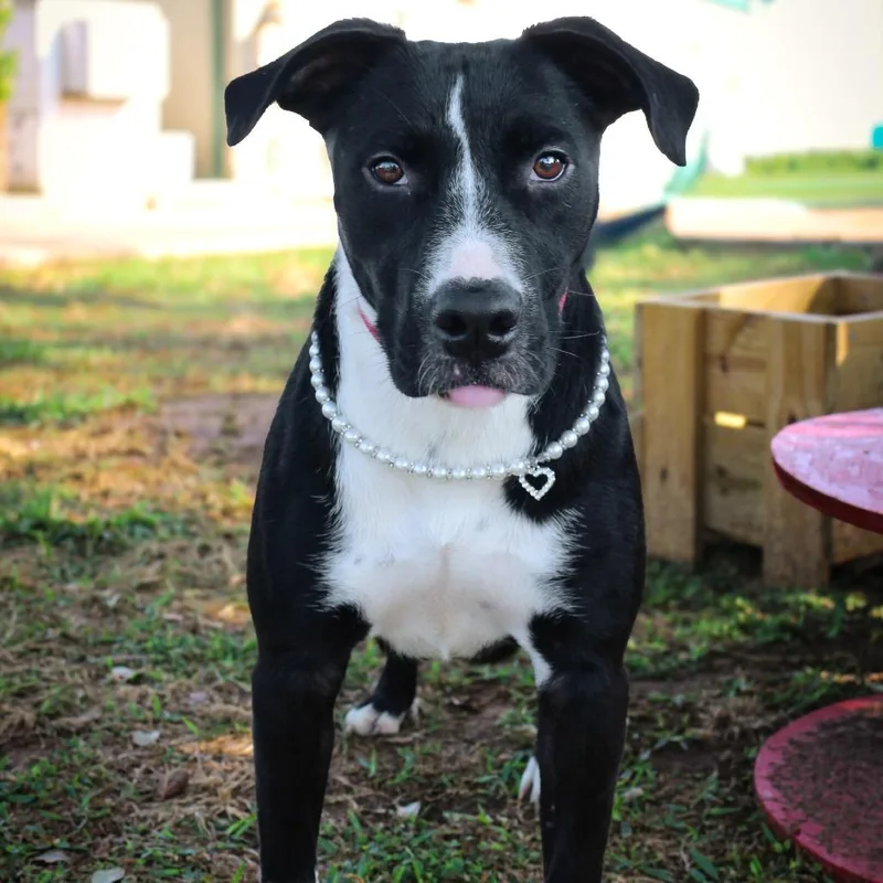 An adult medium-sized female Black Mixed Breed dog named Annie Mae for adoption in Lake Jackson, TX