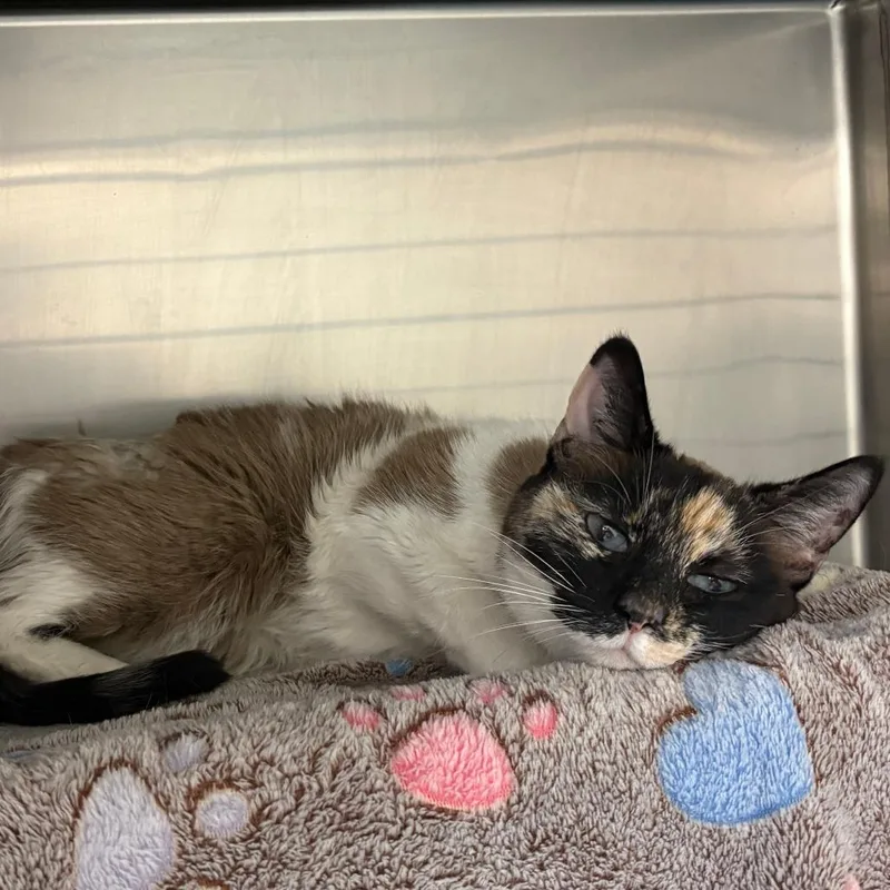 A senior medium-sized female Tortoiseshell Siamese cat named Cali for adoption in Brockton, MA