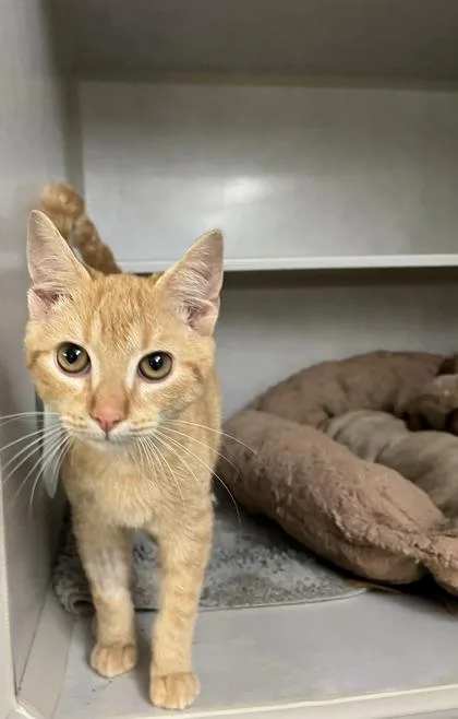 A young medium-sized male American Shorthair cat named Prince for adoption in Cashiers, NC