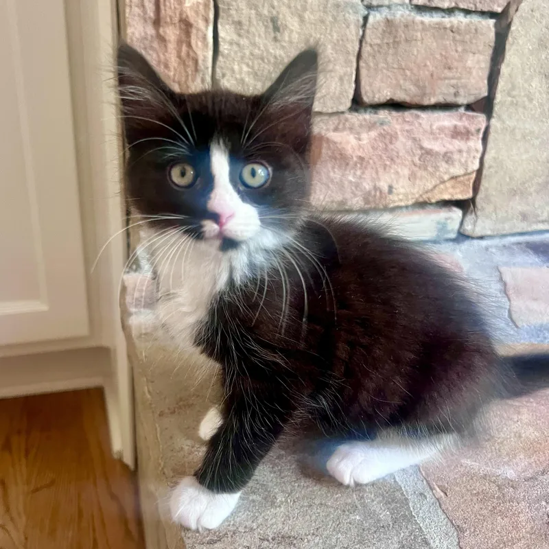 A baby medium-sized female Tuxedo cat named Gemma for adoption in Jasper, GA