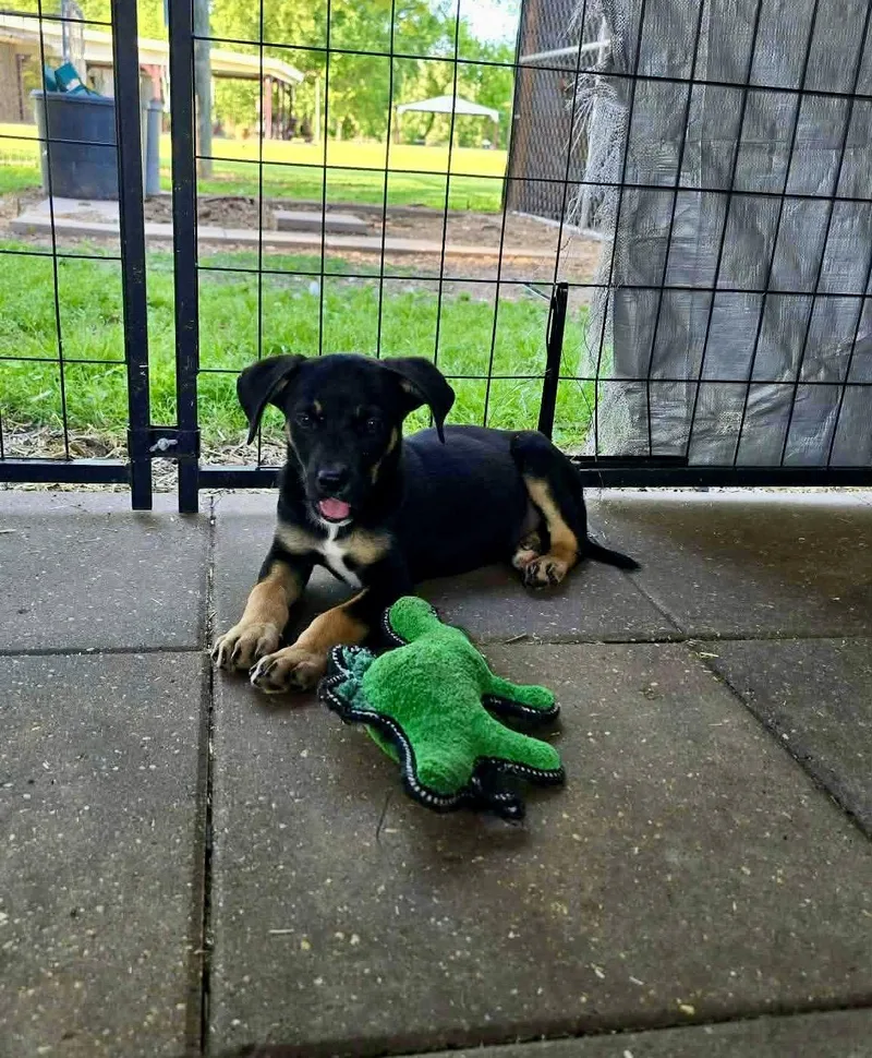A baby medium-sized male German Shepherd Dog dog named Cameron shy sweetheart for adoption in Oakhurst, NJ