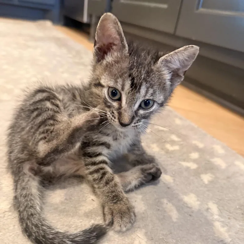 A baby small-sized male Brown / Chocolate Domestic Short Hair cat named Grover for adoption in Missouri City, TX