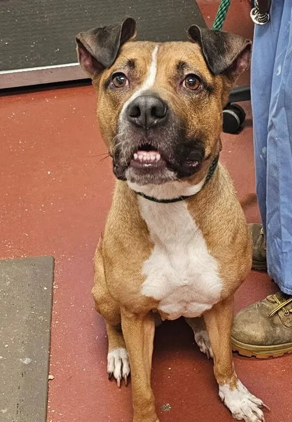 An adult medium-sized female Boxer dog named Salem for adoption in Salisbury, MD