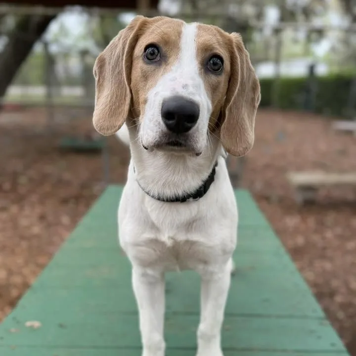 An adult medium-sized male White / Cream Beagle dog named James Brown for adoption in St. Augustine, FL
