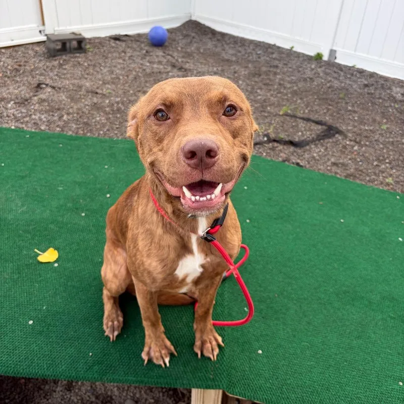 An adult medium-sized male Pit Bull Terrier dog named Bruno for adoption in Binghamton, NY