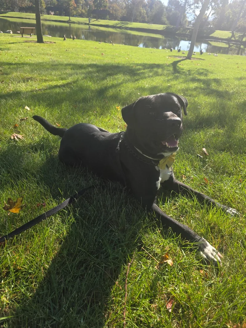 A young large-sized male Pit Bull Terrier dog named Oreo for adoption in Bloomfield Hills, MI