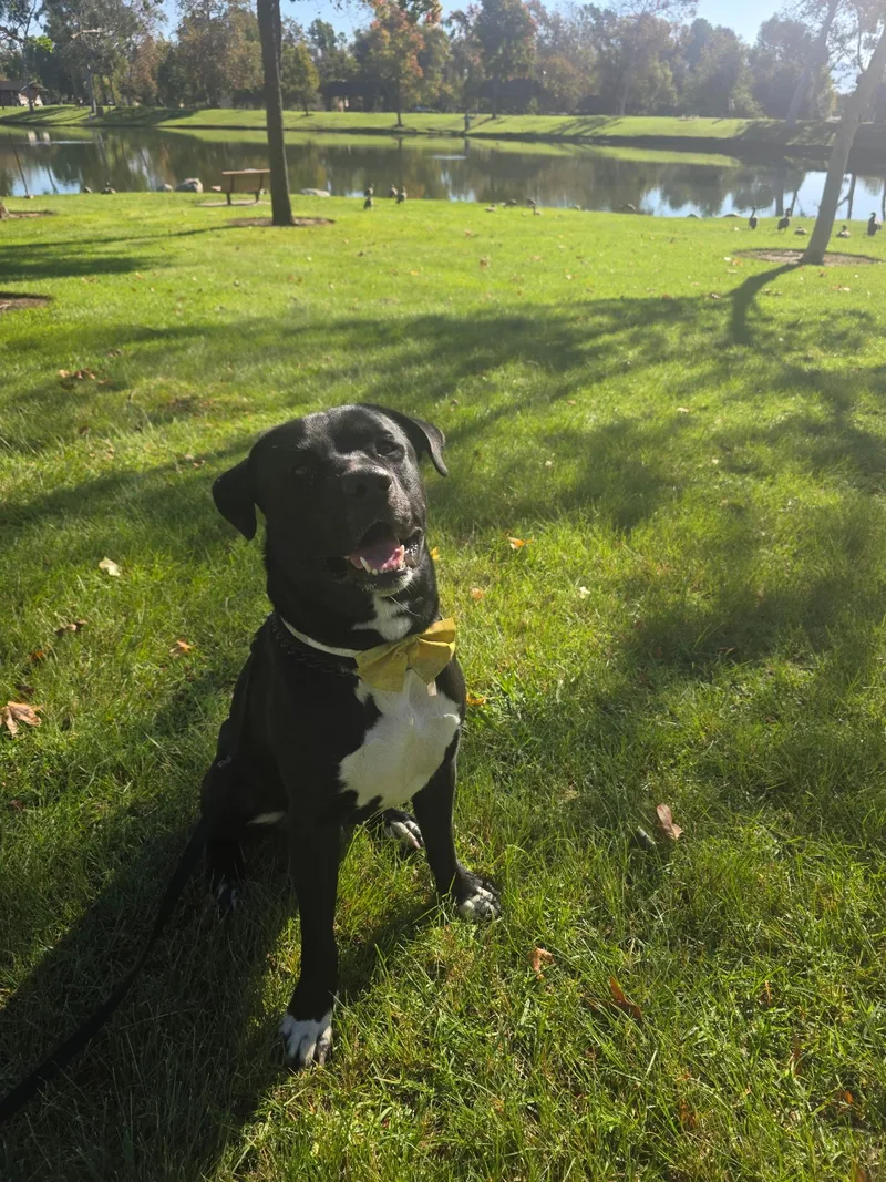Oreo thumbnail 3