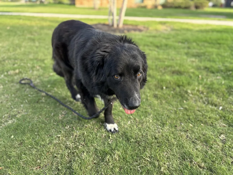 Toby