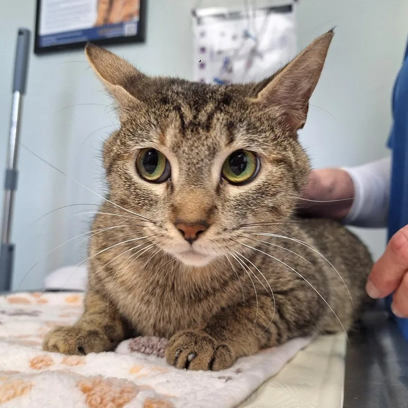 An adult medium-sized female Domestic Short Hair cat named Farofa for adoption in Cumming, GA