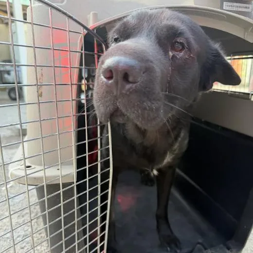 An adult large-sized male Shar-Pei dog named Cream Cheese for adoption in Austin, TX