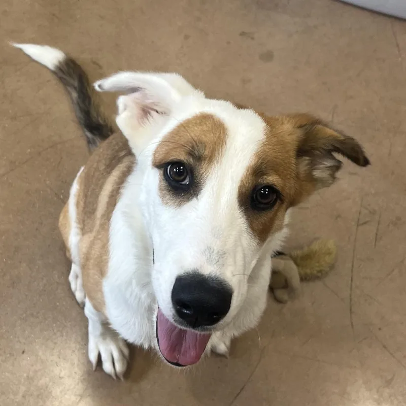 A baby medium-sized female Brown / Chocolate Smooth Collie dog named Maya for adoption in Kyle, TX