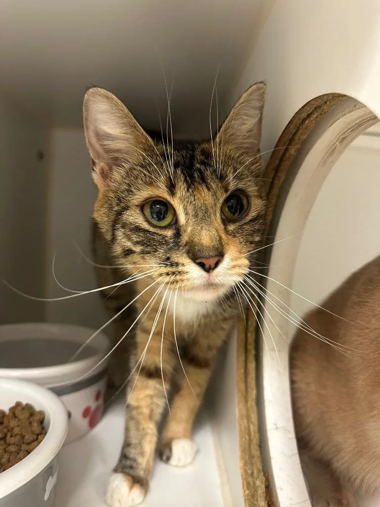 A young small-sized female Domestic Short Hair cat named Rogue for adoption in Johnson City, TN