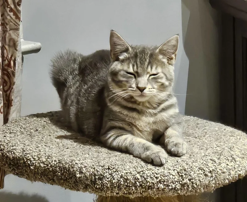 A baby medium-sized male Domestic Short Hair cat named Sila  Willow Grove for adoption in Greenville, DE