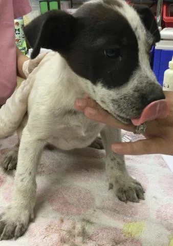 A young small-sized female Australian Cattle Dog / Blue Heeler dog named Mochi for adoption in Riverside, CA