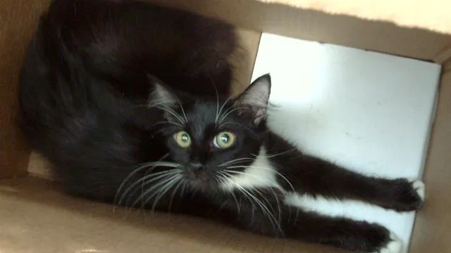 A young medium-sized male Domestic Short Hair cat named Doflamingo for adoption in Dallas, TX