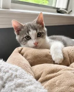 A baby medium-sized male Gray & White Domestic Short Hair cat named Itty Bitty for adoption in Blaine, MN
