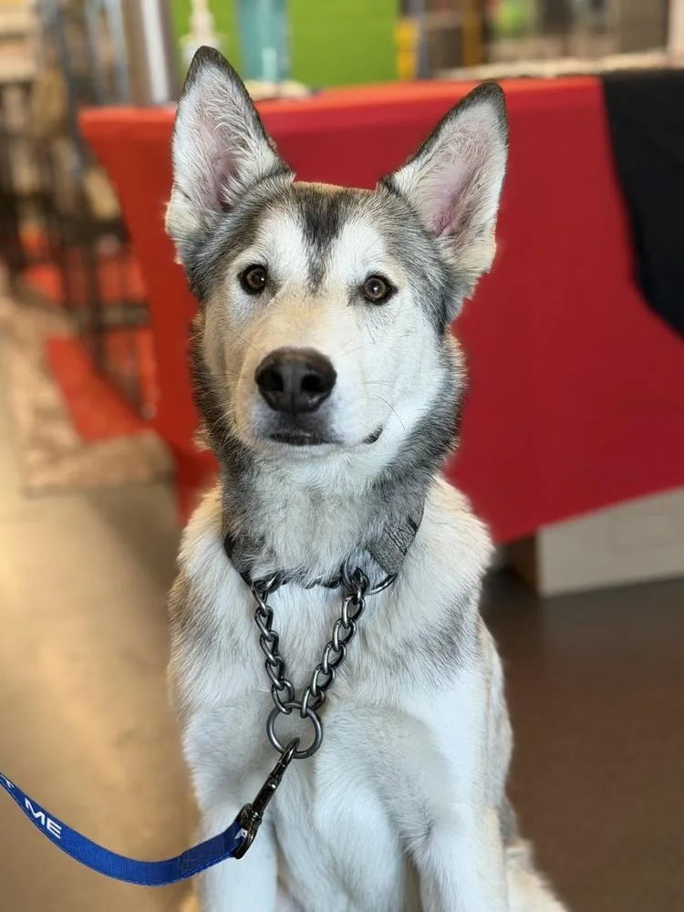 A baby large-sized male Husky dog named Doug for adoption in Pleasant Hill, CA
