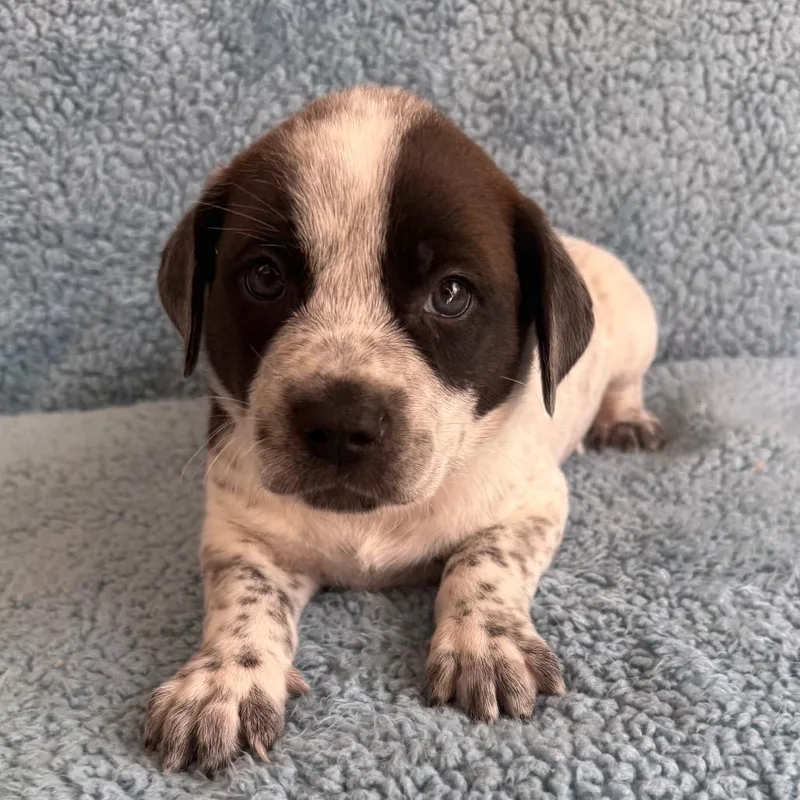 A baby medium-sized male White / Cream Cattle Dog dog named Dean for adoption in St. Peters, MO