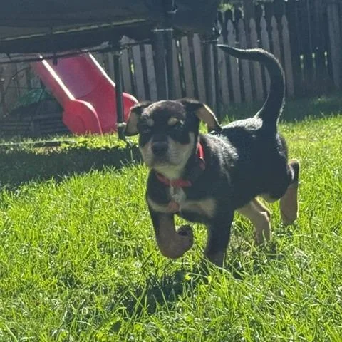A baby medium-sized male Black Shepherd dog named Patrick for adoption in Normal, IL