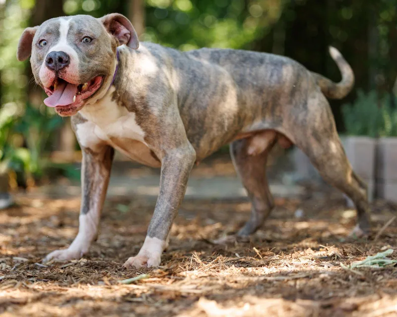 An adult large-sized male Mixed Breed dog named Bart for adoption in Durham, NC