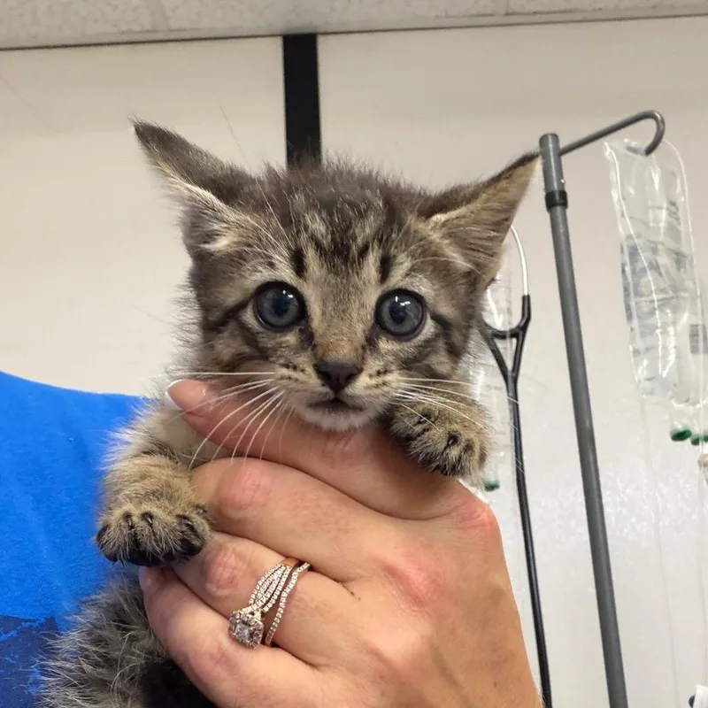 A baby small-sized male Gray / Blue / Silver Domestic Short Hair cat named Thumper for adoption in Lake Jackson, TX