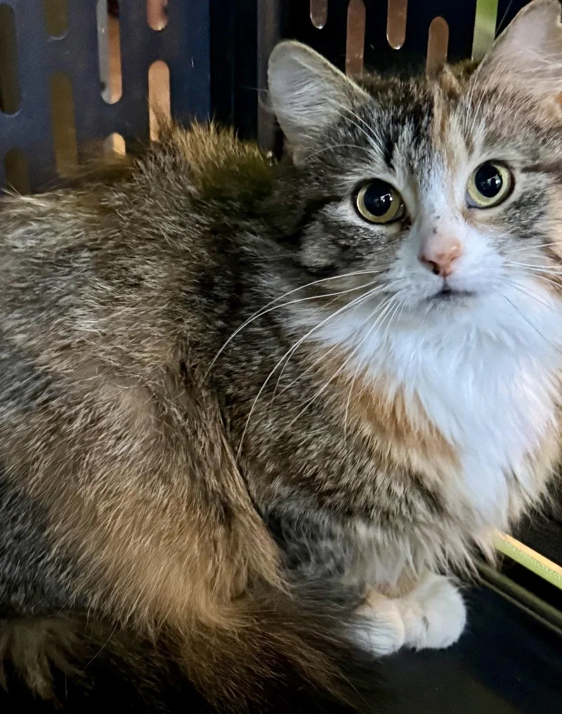 A young medium-sized female Domestic Medium Hair cat named Dandelion for adoption in Flushing, NY