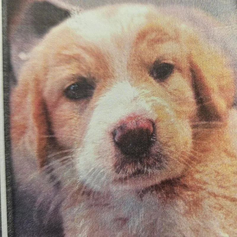 A baby small-sized female Yellow / Tan / Blond / Fawn Labrador Retriever dog named Soda D for adoption in Princeton, MN