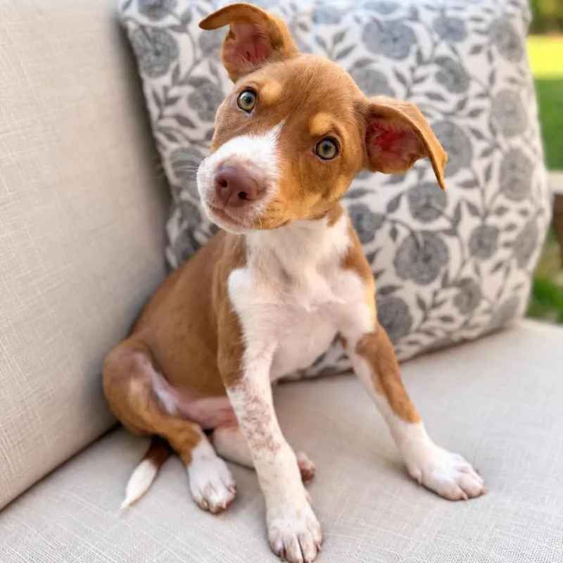 A baby small-sized male Brown / Chocolate Mixed Breed dog named Nilly for adoption in Buffalo, MN