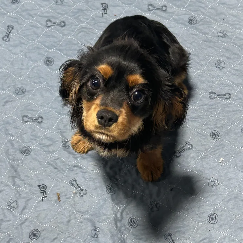 A baby small-sized male Bicolor Cavalier King Charles Spaniel dog named Donnie. for adoption in Antwerp, OH