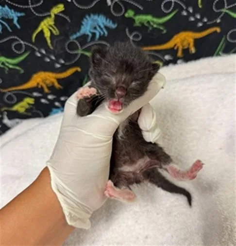 A baby small-sized female Domestic Short Hair cat named Betty for adoption in Riverside, CA