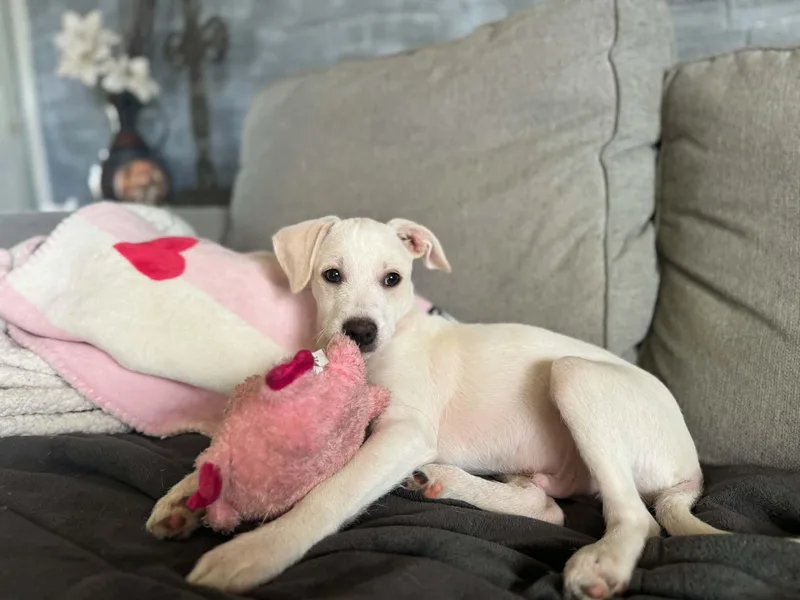 A baby medium-sized male Labrador Retriever dog named Charlie for adoption in Lewisville, IN