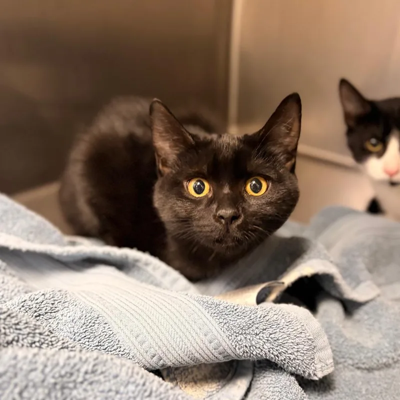 A baby medium-sized female Domestic Short Hair cat named Ebony for adoption in Spokane, WA