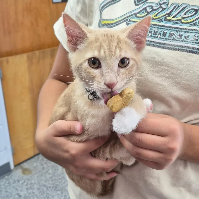 A baby small-sized male Cream / Ivory Domestic Short Hair cat named Brick for adoption in Middleburg, FL
