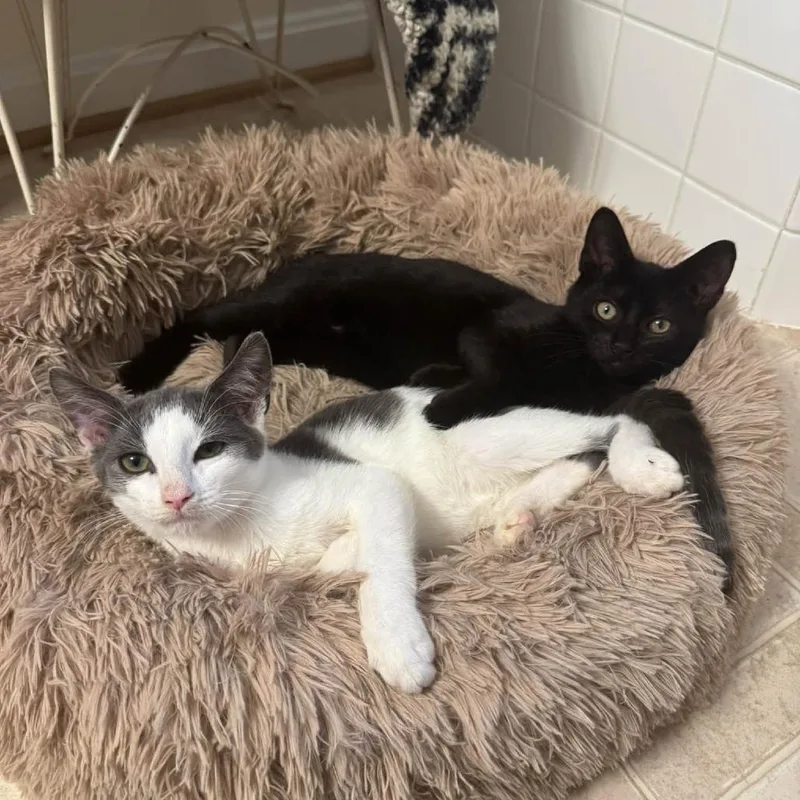 A baby small-sized male Gray / Blue / Silver Domestic Short Hair cat named Something Fishy for adoption in Fredericksburg, VA