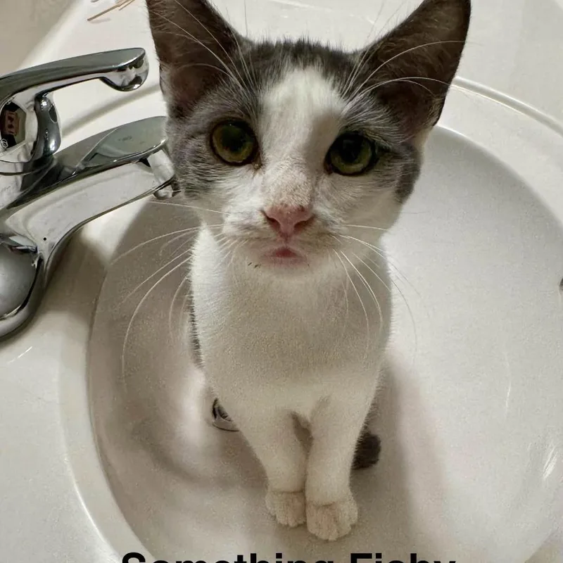 Something Fishy thumbnail 3