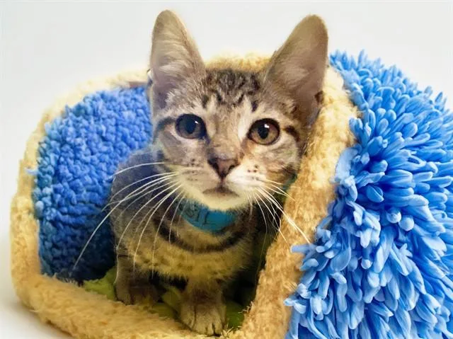 A baby medium-sized male Domestic Short Hair cat named Jack for adoption in Fort Lauderdale, FL